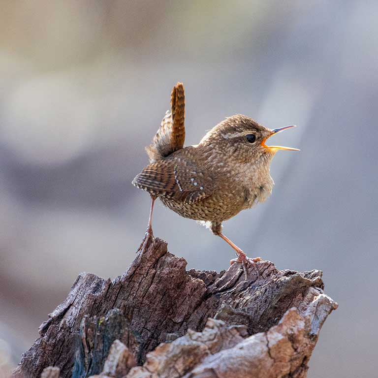 Winter Wren © Gary Harvey