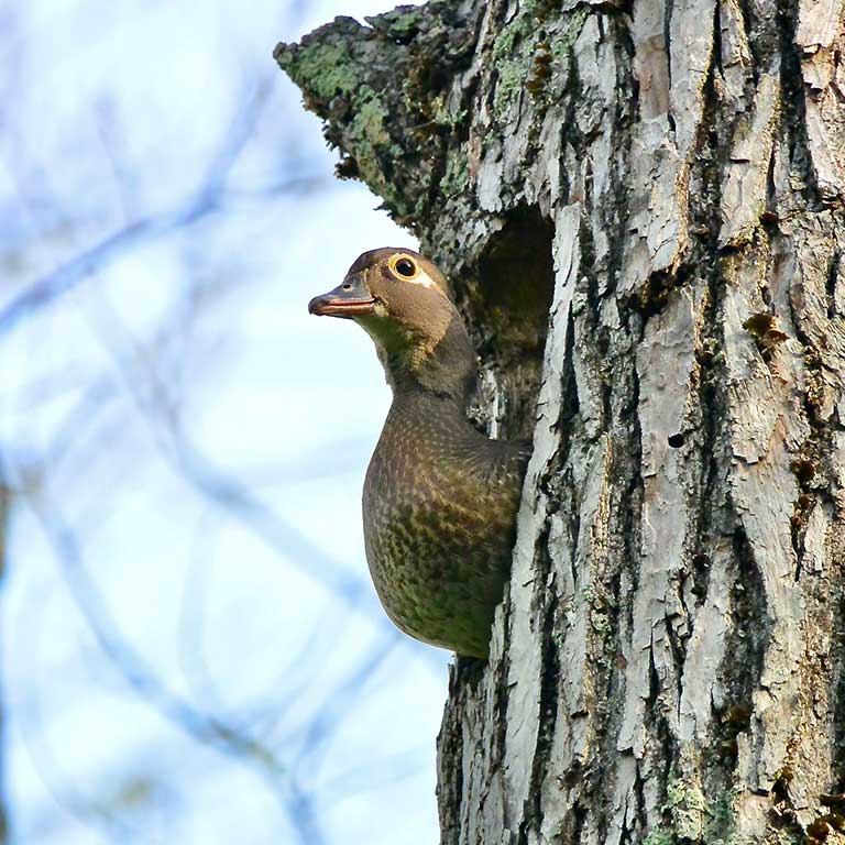 Wood Duck © Seth Honig