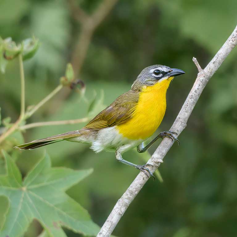Yellow-breasted Chat © Corby Amos