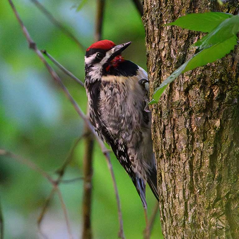 Yellow-bellied Sapsucker © Jim Emery