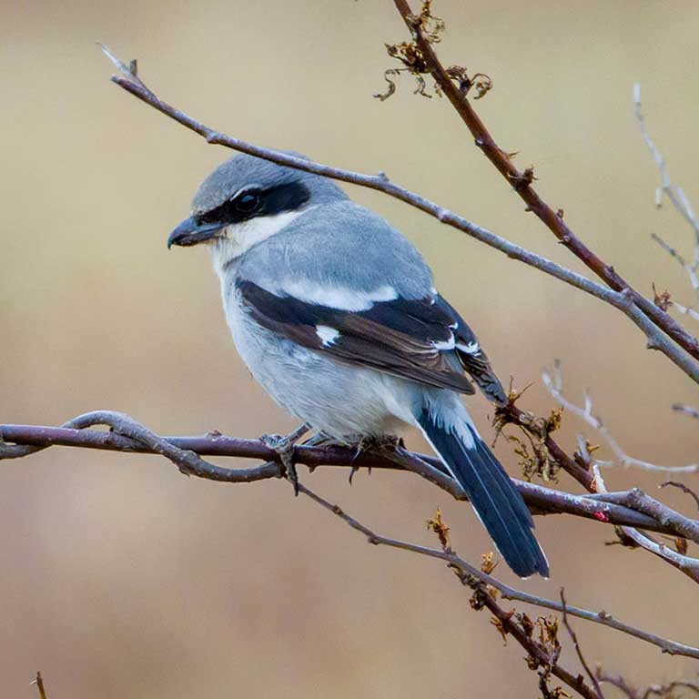 Loggerhead Shrike © Tom Davis