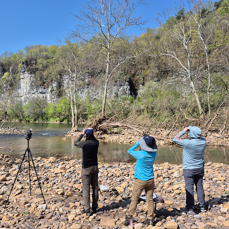 Peregrine Falcon survey