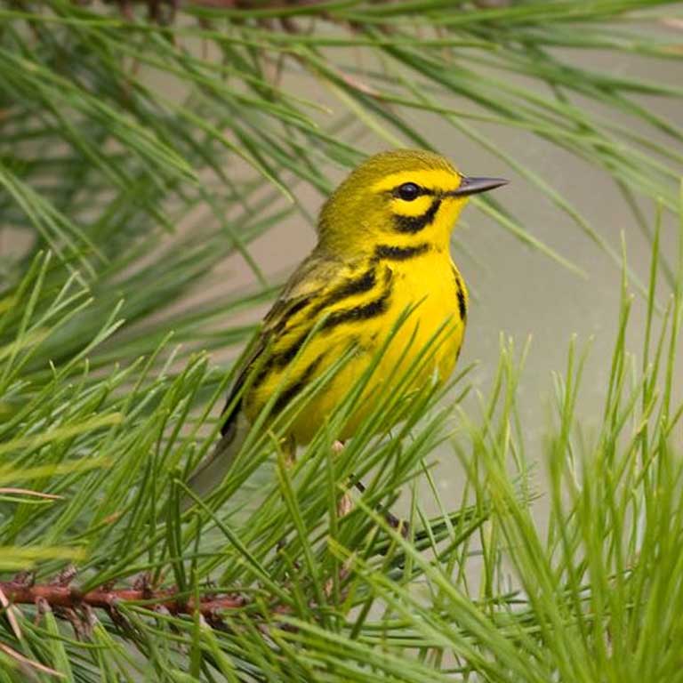 Prairie Warbler © Bob Schamerhorn