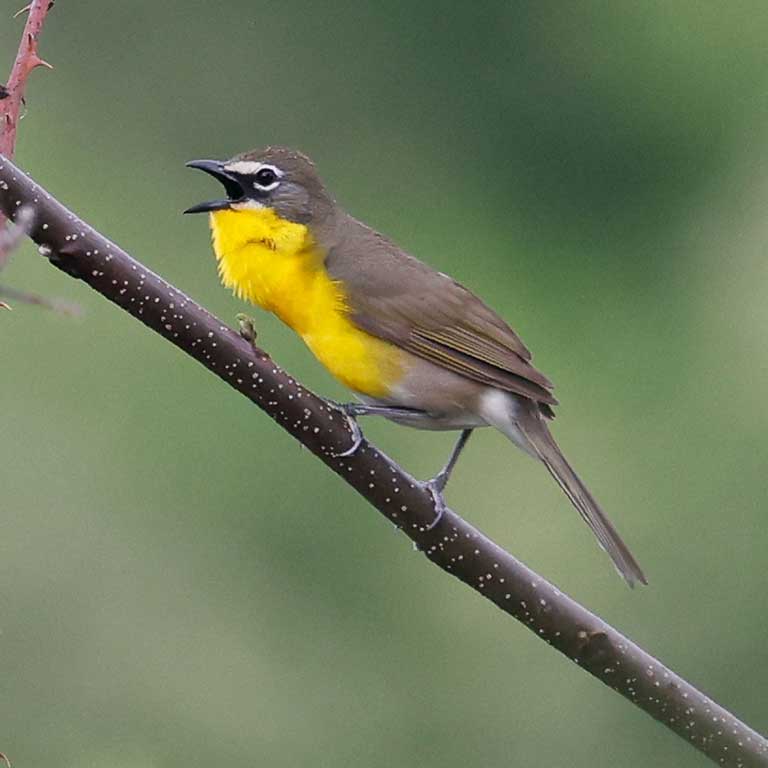 Yellow-breasted Chat  © Baxter Beamer