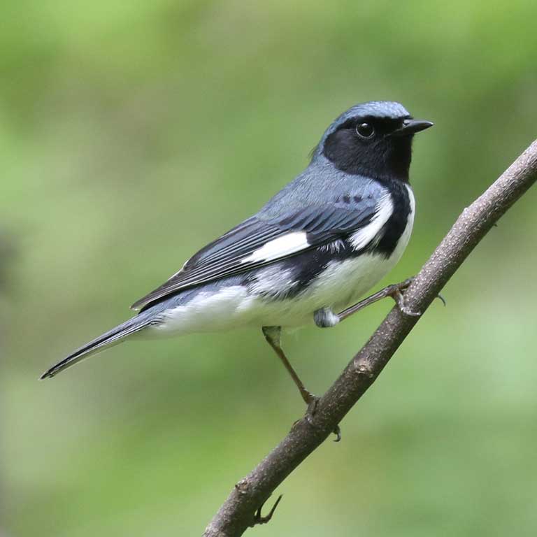 Black-throated Blue Warbler © Baxter Beamer
