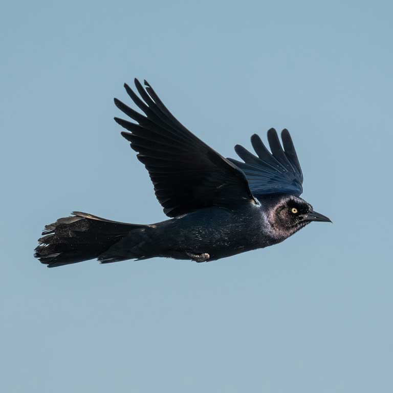 Boat-tailed Grackle © Joe Mahaffey