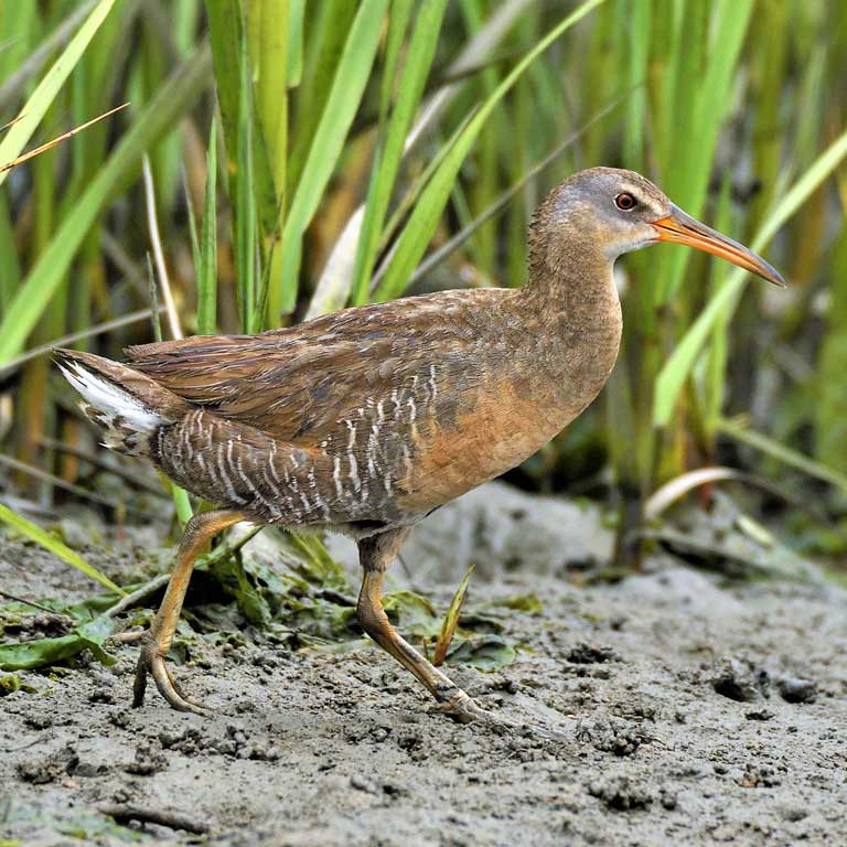 Clapper Rail © Joe Girgente