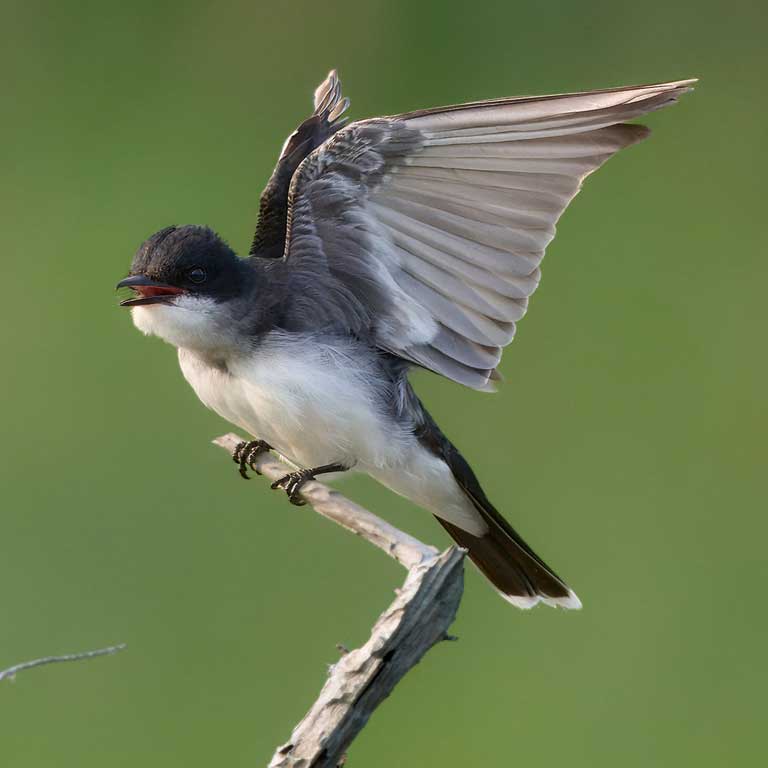 Eastern Kingbird © Corby Amos