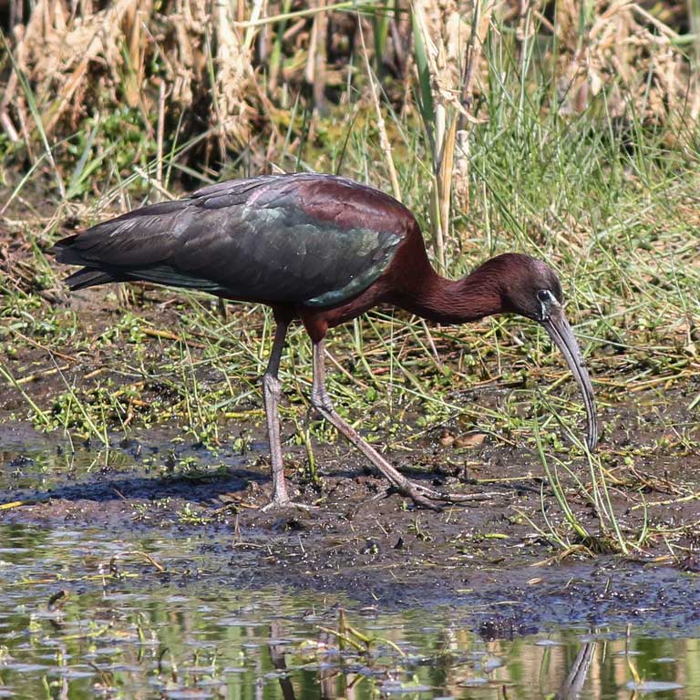 Glossy Ibis © Baxter Beamer