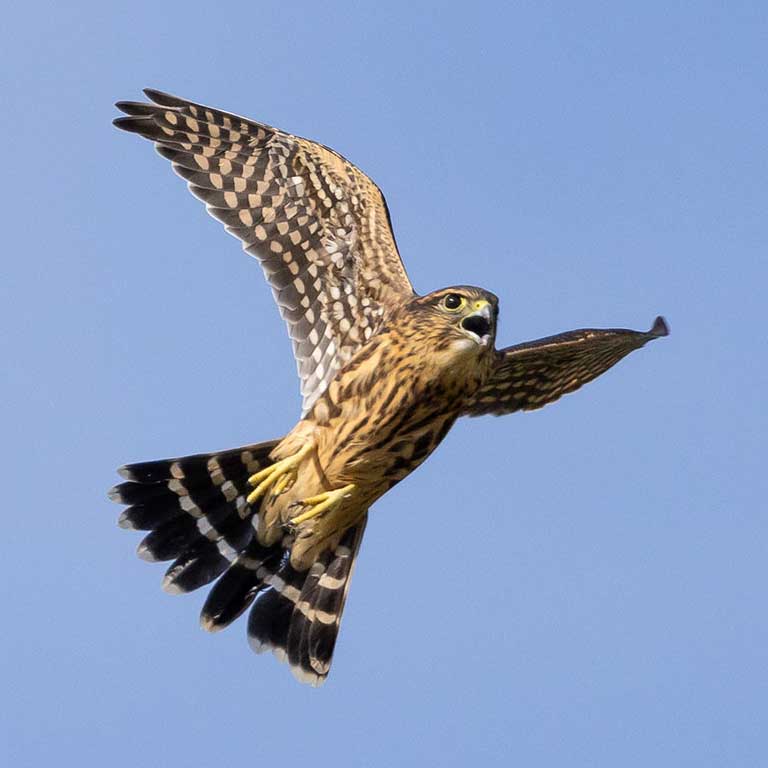 Merlin © Baxter Beamer