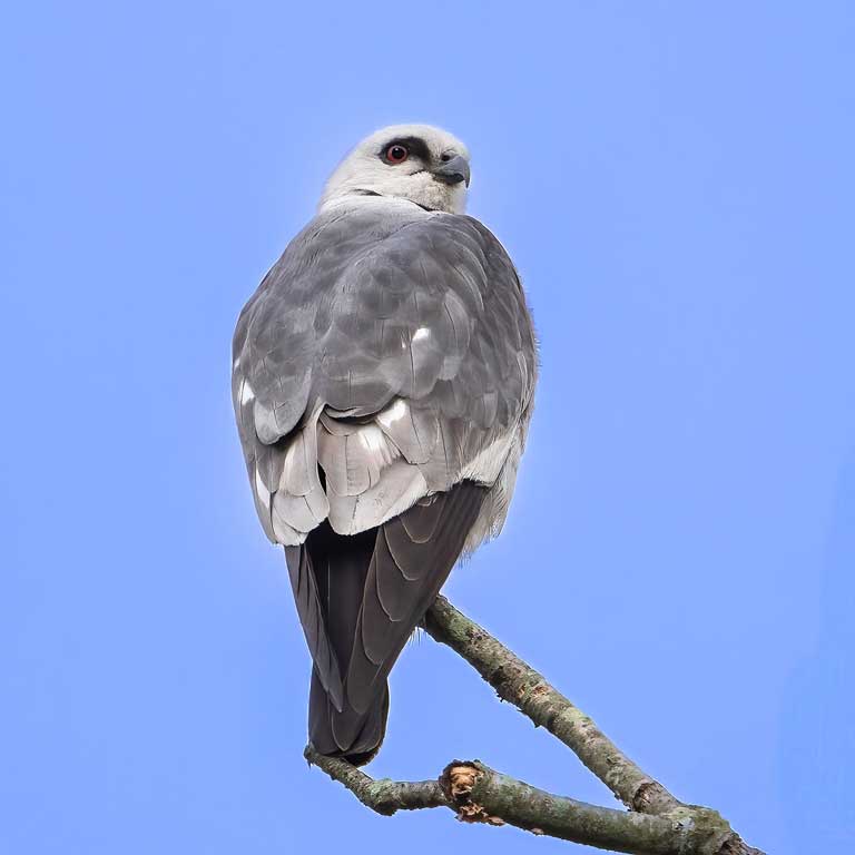Mississippi Kite © Brian Smith