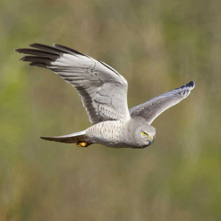 Northern Harrier © Cindy Walker