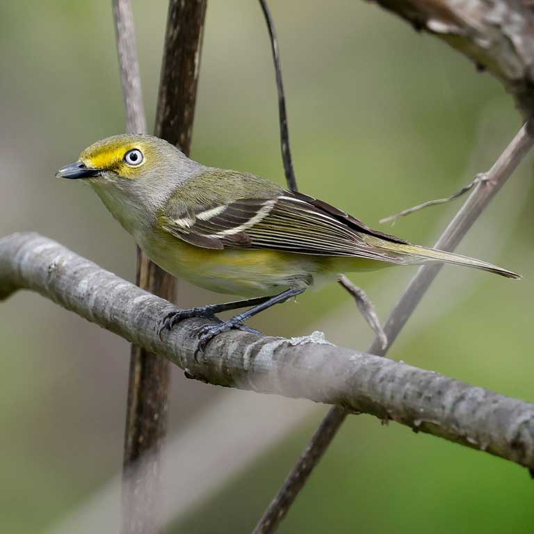 White-eyed Vireo © Baxter Beamer
