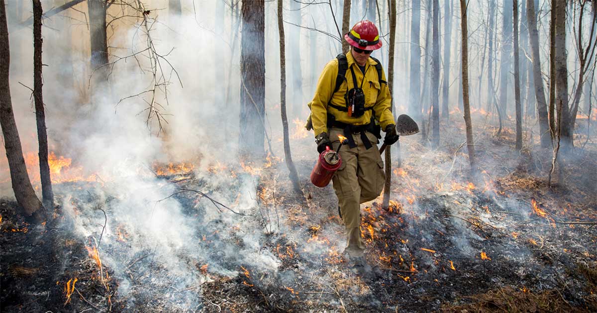 Prescribed burns on clear cuts and timber thinning is one excellent way to improve habitat for birds and other wildlife. © Meghan Marchetti/VDWR