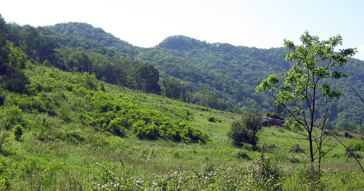 Clinch Mountain Wildlife Management Area, Russell County, VA © Sergio Harding/Virginia Department of Wildlife Resources