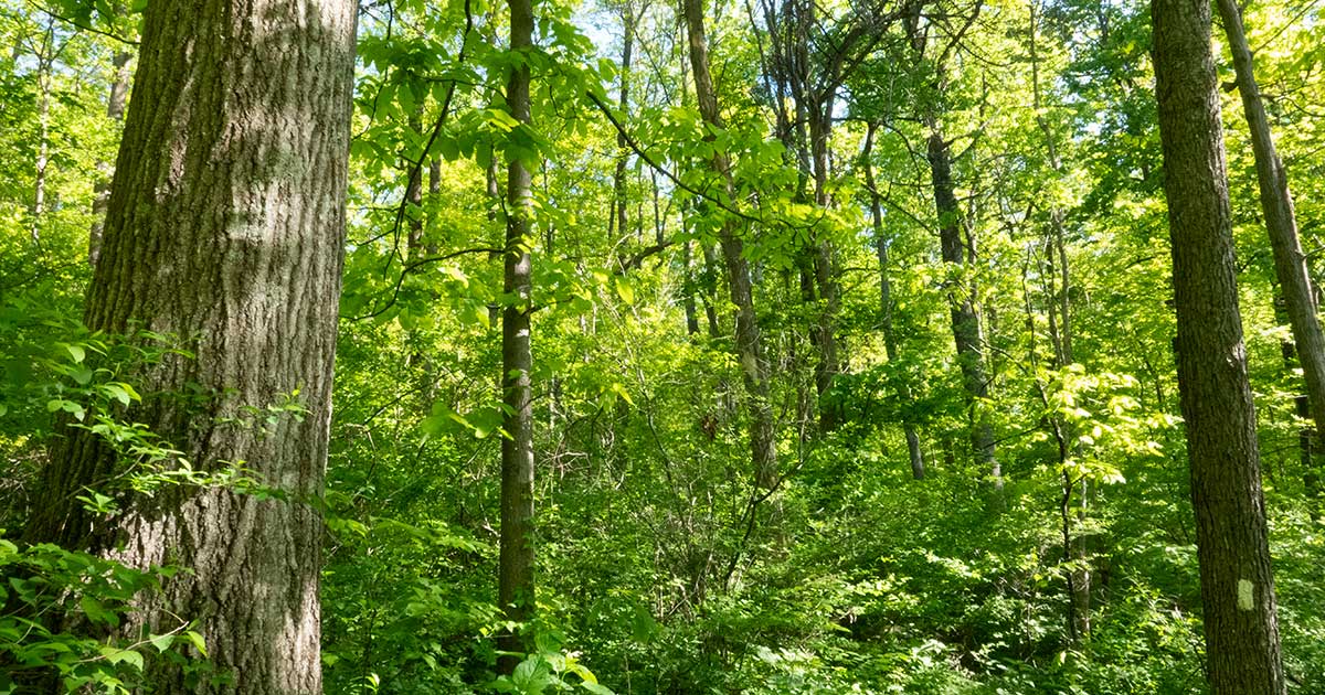 G. R. Thompson Wildlifle Management Area, Fauquier County, VA © Dixie Sommers