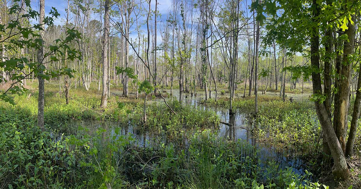 Greensprings Interpretive Trail, James City County, VA © Deborah Humphries