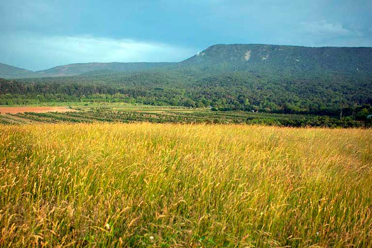Agricultural Land