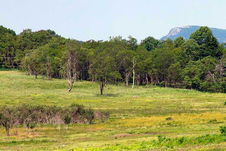 Grasslands