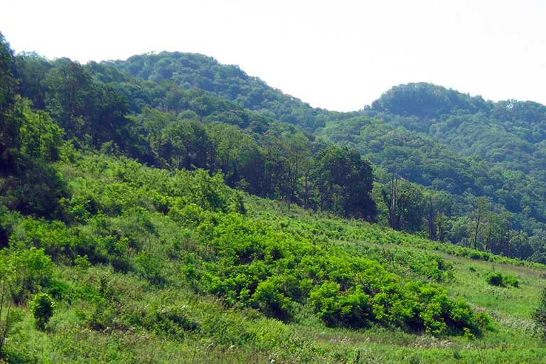 Shrublands