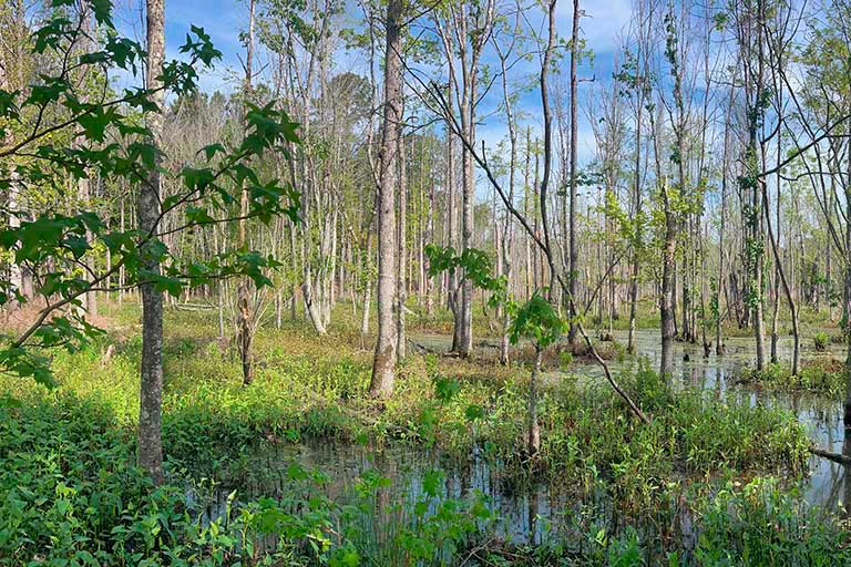 Wood Wetlands