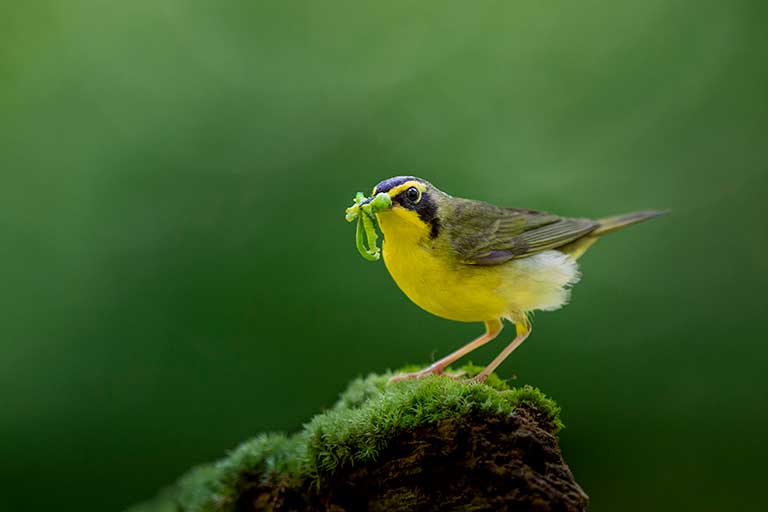 Kentucky Warbler