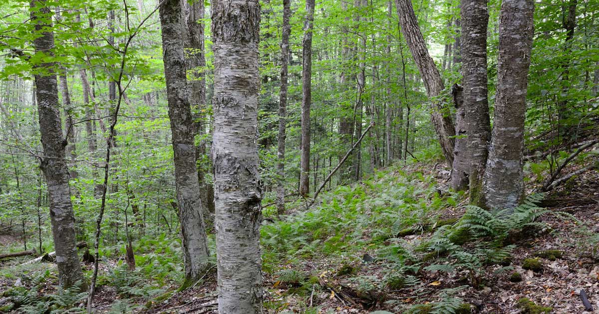 Allegheny Mountain, Highland County, VA © Gary P. Fleming/Virginia Department of Conservation and RecreationNorthern hardwood forest