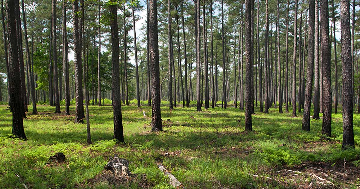 Piney Grove, Sussex County, VA © Robert B. Clontz