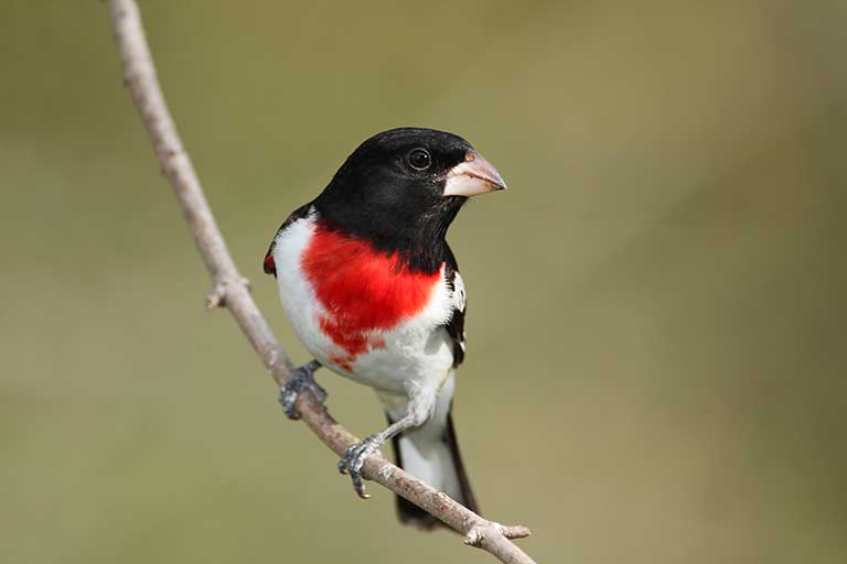 Rose-breasted Grosbeak