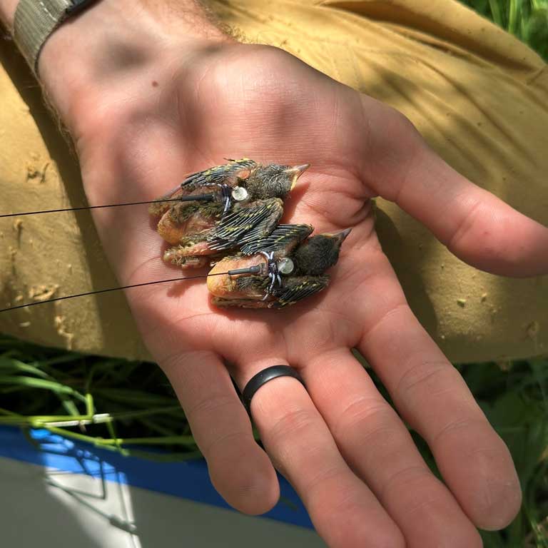 Golden-winged Warbler nestlings tagged by Virginia Commonwealth University to track their movements once they leave the nest so as to better understand their habitat requirements. © Erin Naman