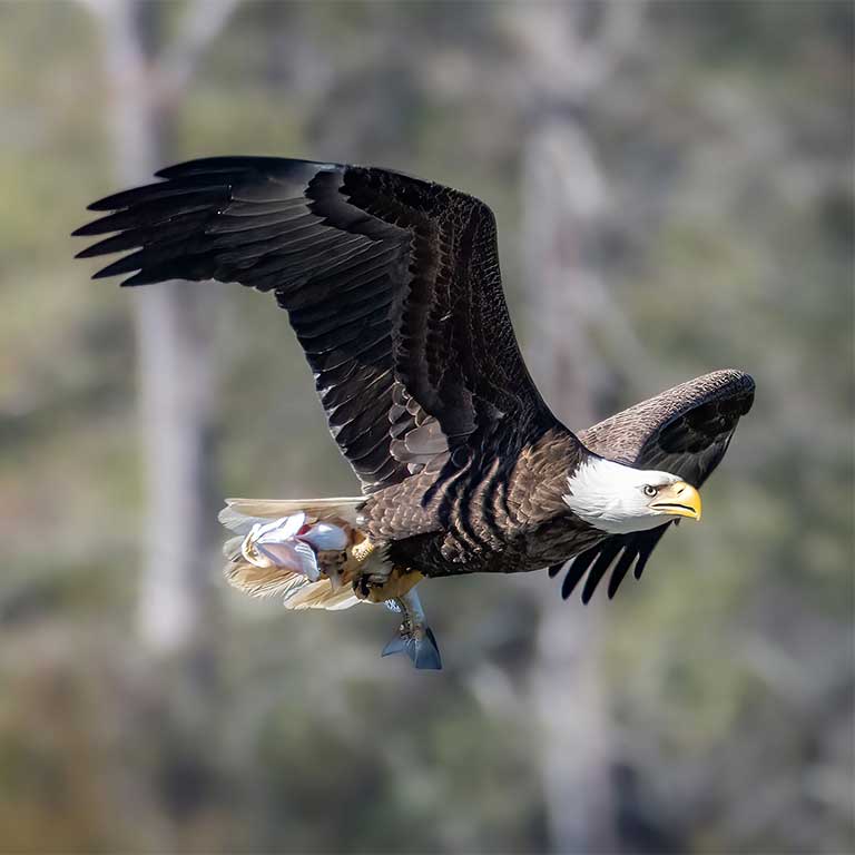 Bald Eagle - Adult carrying fish, photo by David Yeager (Macaulay Library - ML615074606)