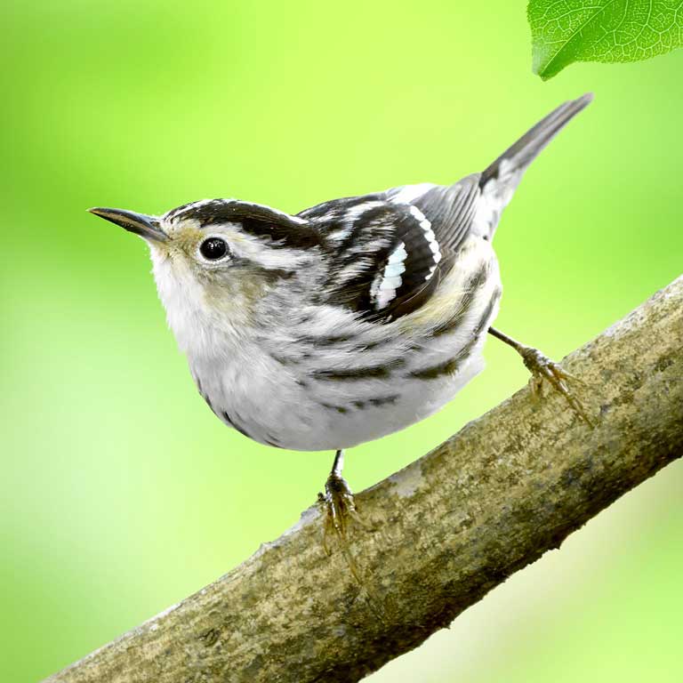 Black-and-white Warbler © Corby Amos