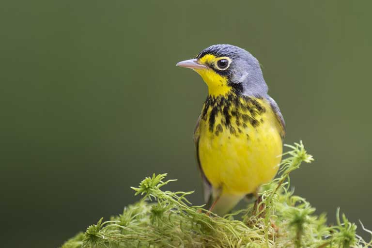 Canada Warbler