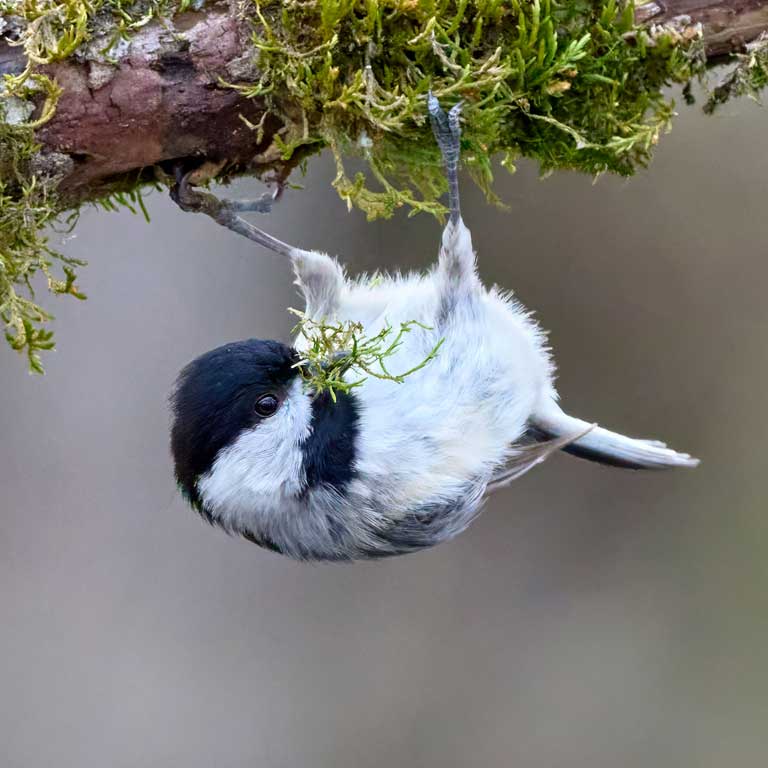 Carolina Chickadee © Corby Amos