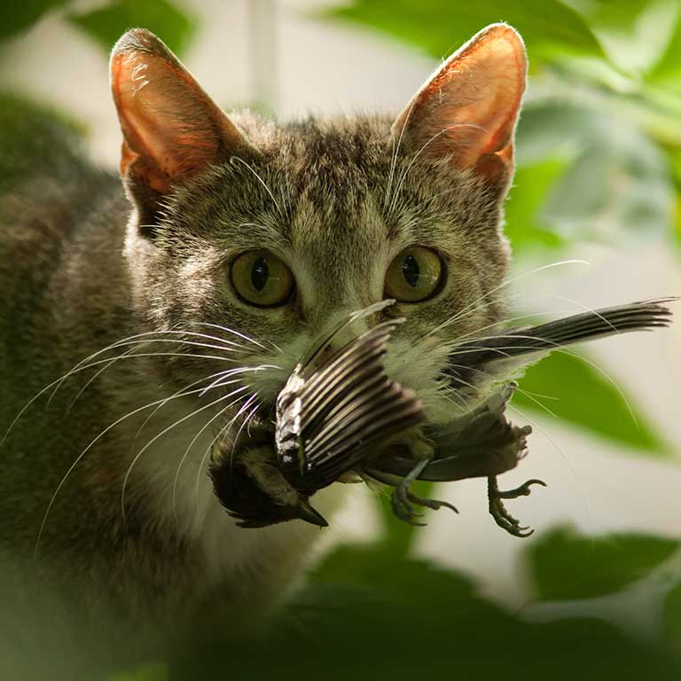 Cat with bird in mouth