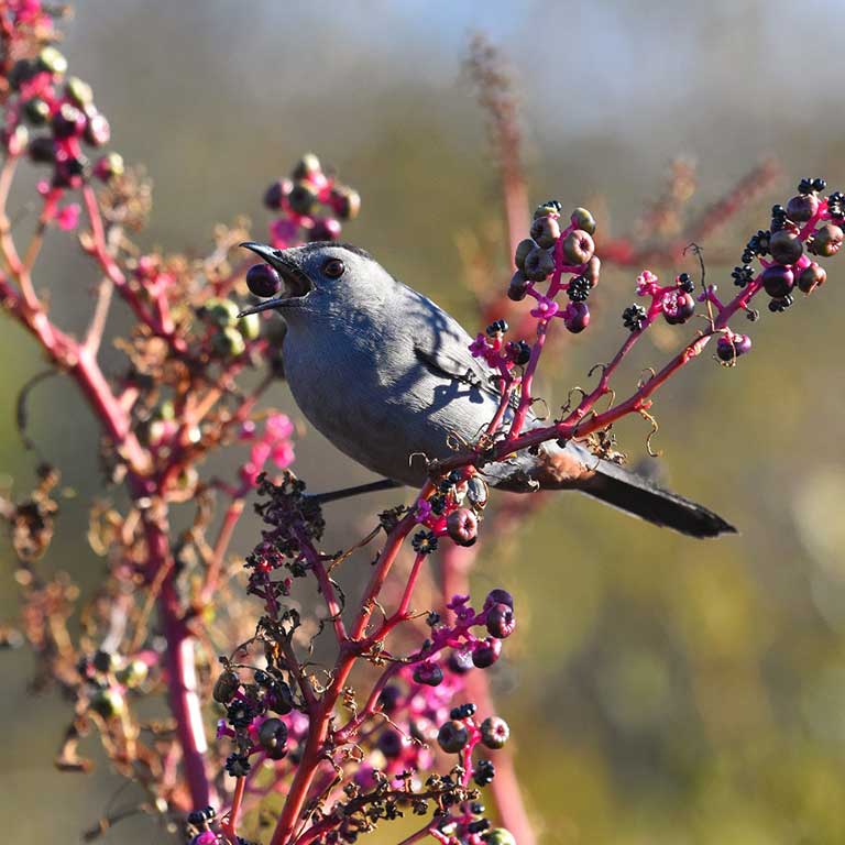 A Gray Catbird feasts on the berries of pokeweed (Phytolacca americana). This and other native plants maturing during the late summer and fall can be an important source of food for migrating birds. © Betty Sue Cohen