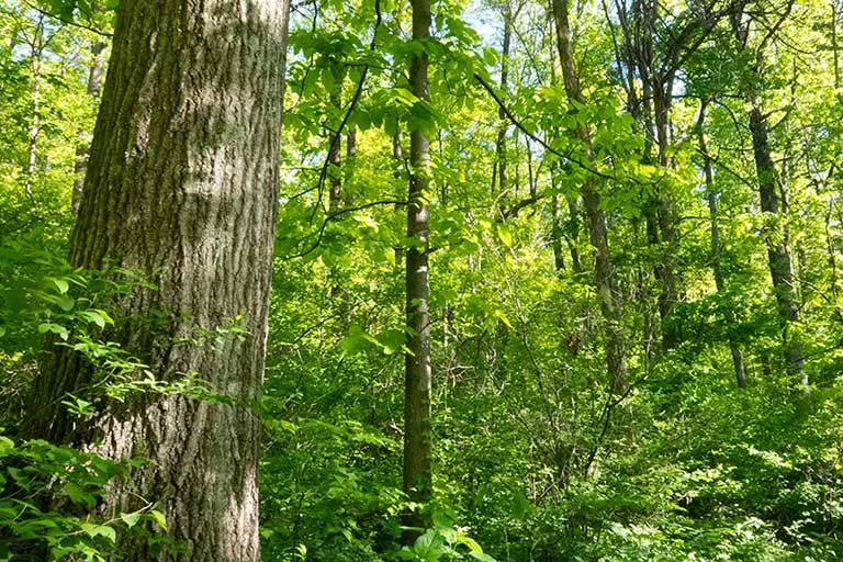 G. R. Thompson Wildlifle Management Area, Fauquier County, VA © Dixie Sommers
