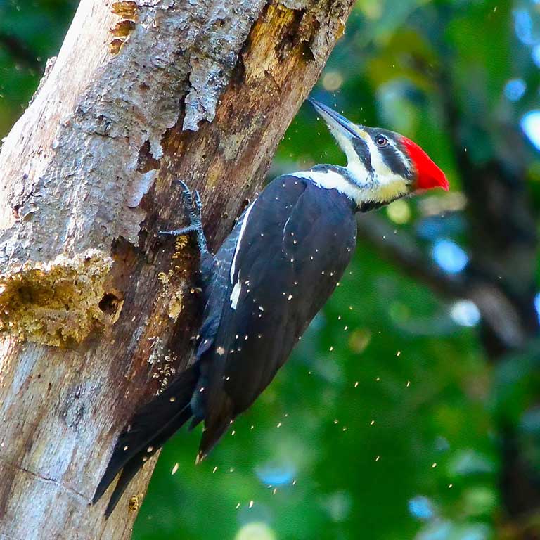 Pileated Woodpecker © Seth Honig