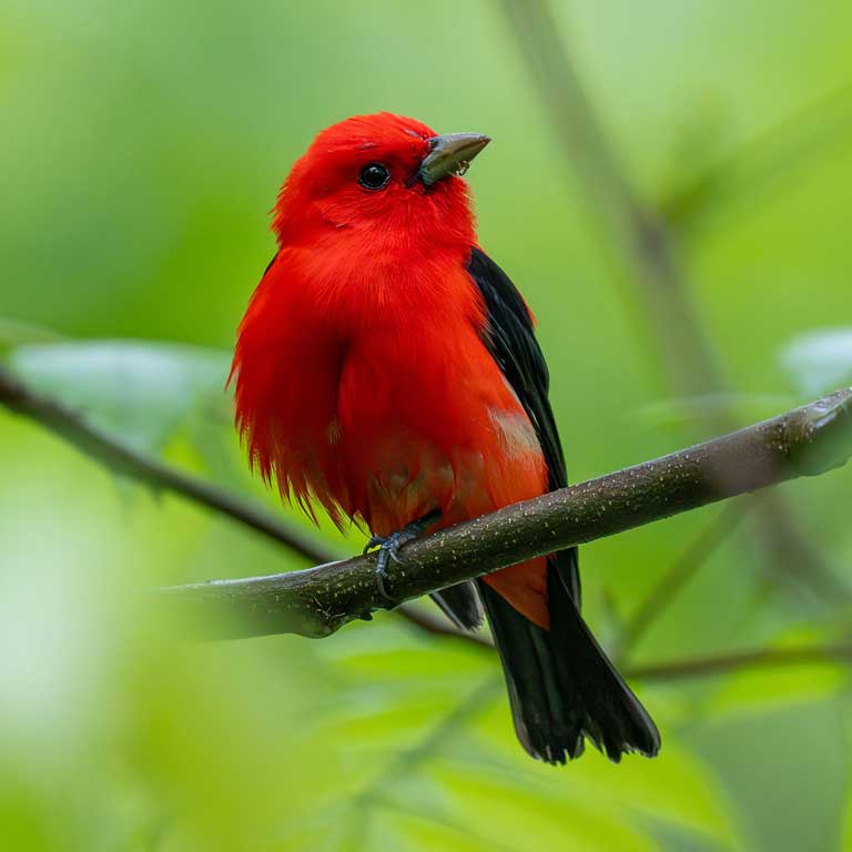 Scarlet Tanager © Julie Davis
