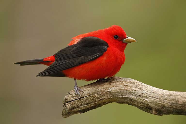 Scarlet Tanager