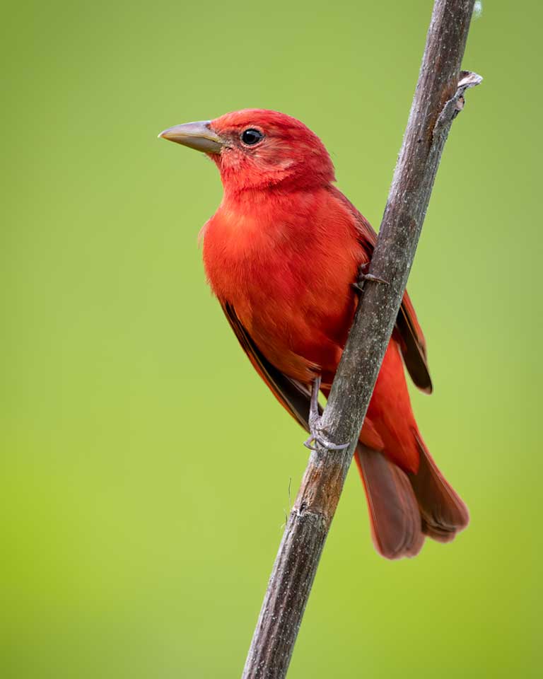 Summer Tanager