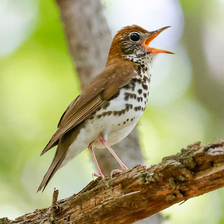 Wood Thrush © Baxter Beamer